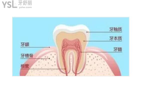 牙釉質(zhì)