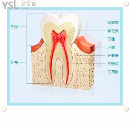 牙齦萎縮