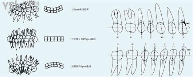 標(biāo)準(zhǔn)的牙齒咬合