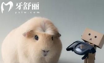 豚鼠的牙齒多長(zhǎng)的時(shí)候需要剪短