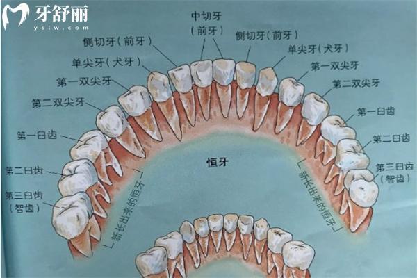 28顆牙齒名稱圖片
