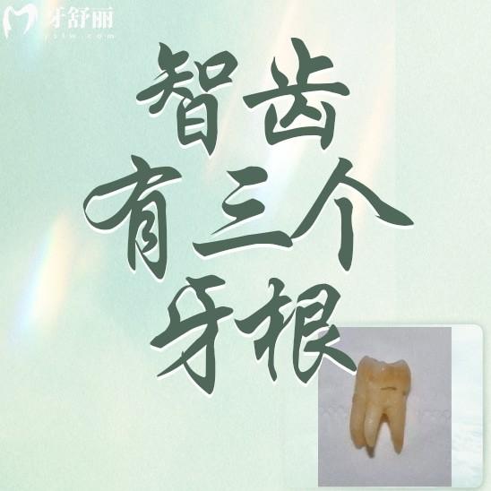 為什么我的智齒有三個牙根呢？正常嗎？